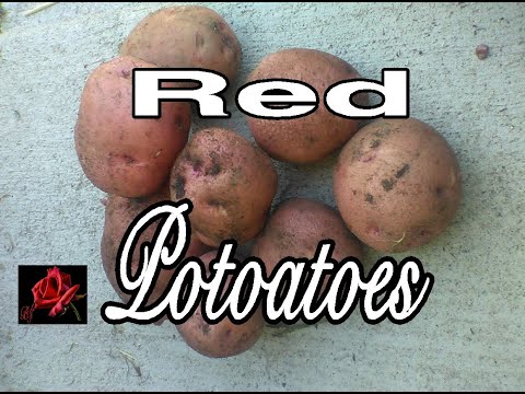Video: Кызыл картошканын түрлөрү: кызыл картошка өстүрүүнүн себептери