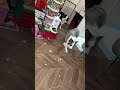 魔童降世 🐼🐺【@边牧歪宝】抖音 #waibao #c宝