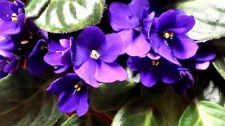 african purple violet flowers plant leaves lush stunning