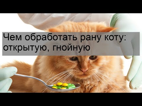 Чем обработать рану коту: открытую, гнойную