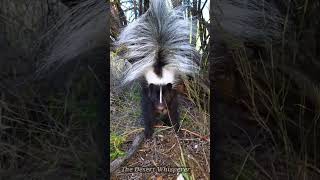 Skunk attack!