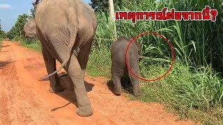 ดาวผจญป่า[EP.1] ของโปรดของดาวคือ?? baby elephant