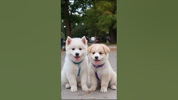 fluffy puppies funny video #puppy #cute #cutedog #dog #animals #pets #shorts