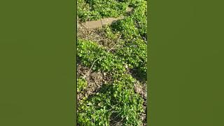 Using violets (Viola sororia) as a groundcover