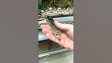 The Most Friendly Pine Snake