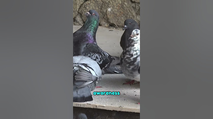 🕊️ This Bird Can Recognize Itself 🪞