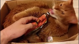 アヴドゥル、メスをナンパし、咬まれて悦ぶ