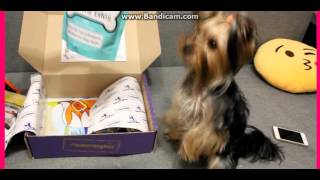 SuperDogBox для Маркуни,коробочка для собачек,подарок собаке,куча вкусняшек. SuperDogBox для Маркуни,коробочка для собачек,подарок собаке,куча вкусняшек.