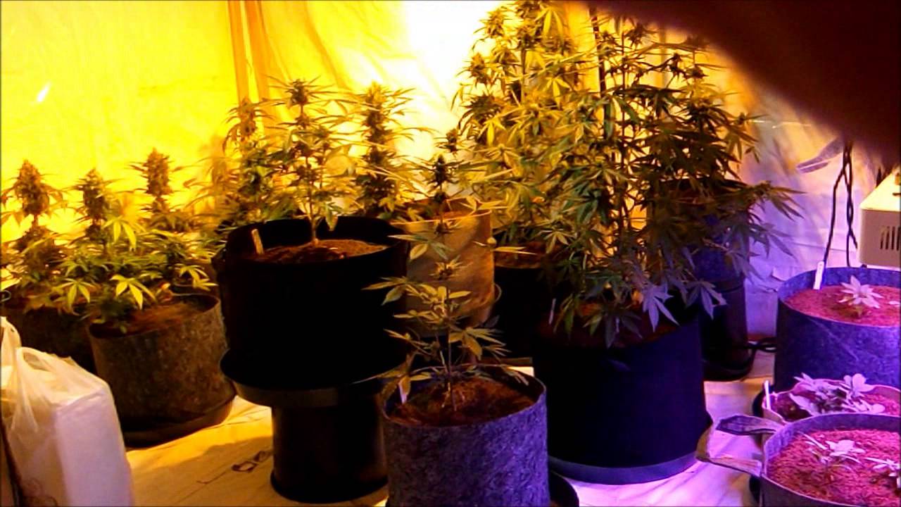 room update with Lush LED