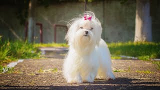 Maltese Dogs and Veterinary Care: Routine Checkups and Vaccinations