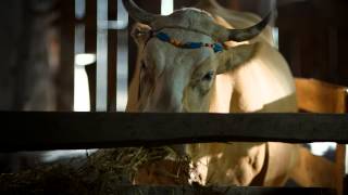 Watch The Exciled Cow Trailer