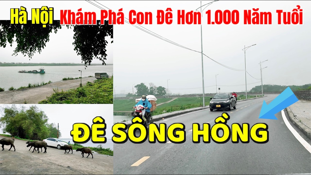 Khám Phá Tuyến Đê Sông Hồng Hơn 1.000 Năm Tuổi Ngày Nay | Vẫn Bến Phà Xưa Đàn Trâu Gặm Cỏ Bờ Đê