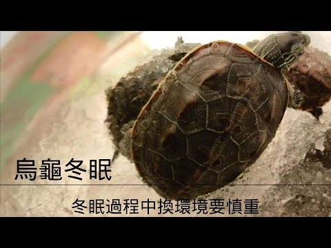 烏龜冬眠過程中換環境要慎重，沒問題不要亂折騰，烏龜冬眠環境烏龜冬眠和出眠注意事項