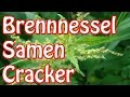 Brennnesselsamen-Rohkost-Cracker + Inhaltsstoffe !