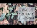 The Healing Magick Of The Forest