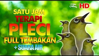 TERBARU TERAPI PLECI BUKA PARUH FULL TEMBAK WIT WIT SUARA AIR HD