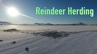 Reindeer herding