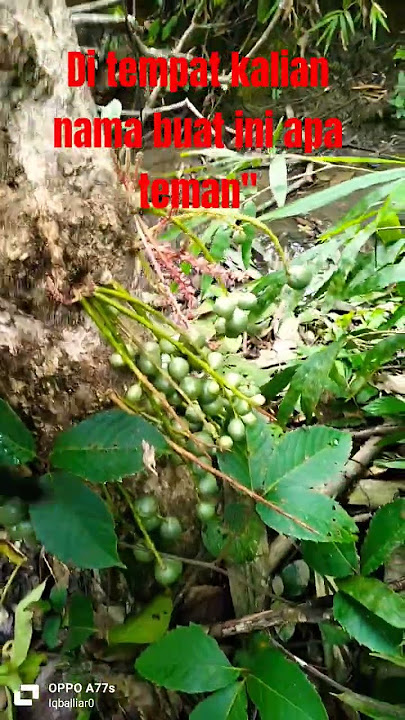 yg tau nama buah ini apa ya masem baget tapi enak buat di jadikan bahan pencoan🤣😁