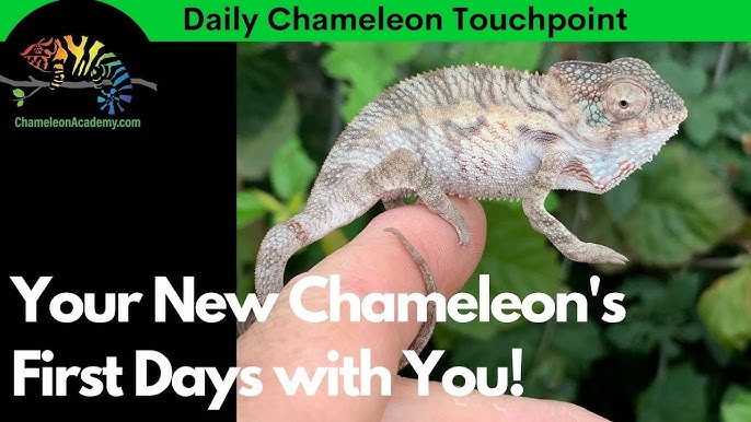 What to Feed Hatchling Chameleons - Chameleon Academy