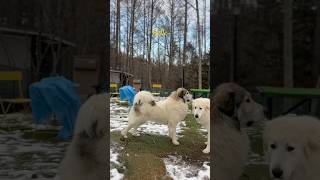 Belle ベル #greatpyrenees #todaysrunrun #グレートピレニーズ #今日のルンルン