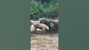 Godzila coming For catch the goat alive 😱