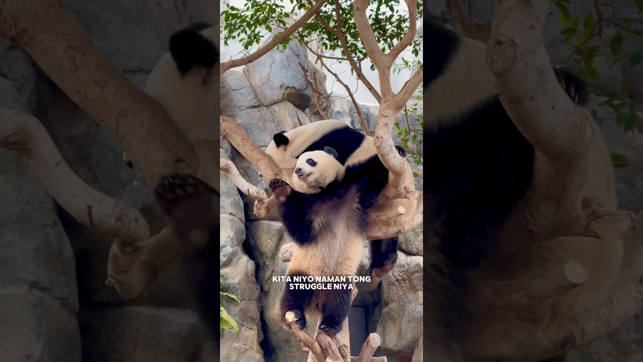 Tara sa 🇭🇰 Ocean Park? See comment section. #hongkong #oceanpark #panda #fyp #viral