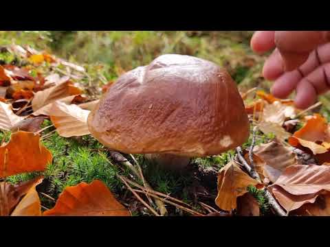 Video: Bagaimana Jamur Porcini Tumbuh?