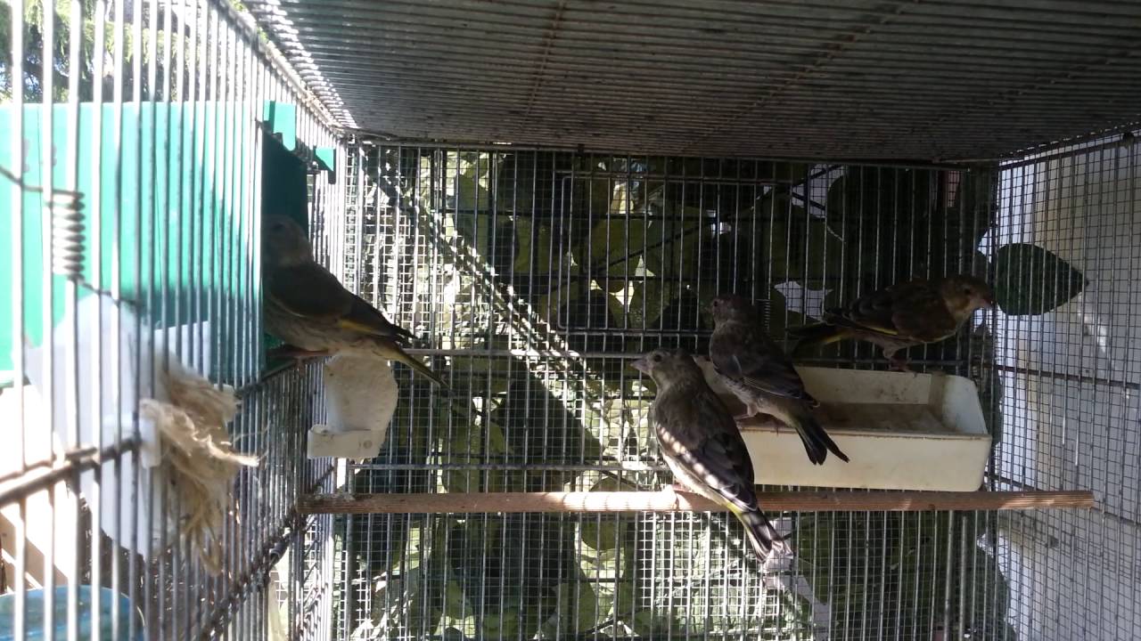 Verdoni ancestrali allev.nelle 65