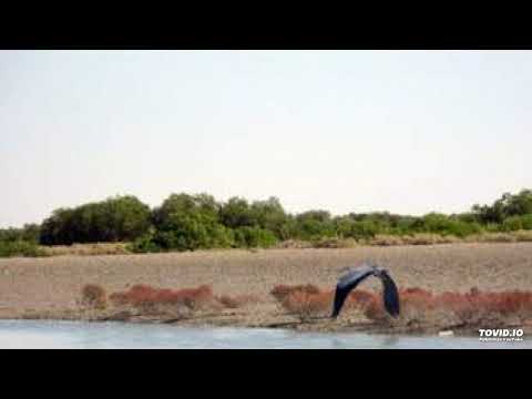 علي محبوب به كيا اري 