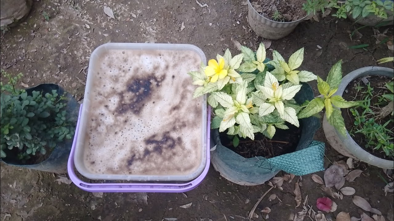 Pupuk super untuk tanaman hias 