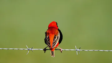 Southern Red Bishop (Euplectes orix)