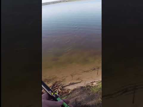 Рыбалка, природа,река #tiktok #fishing #рыбалка #pike #zander #shorts #river #nature