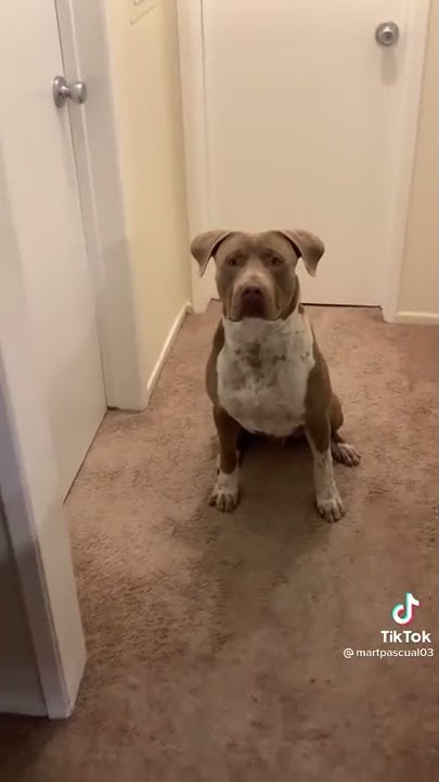 This dog only speaks Spanish 😂
