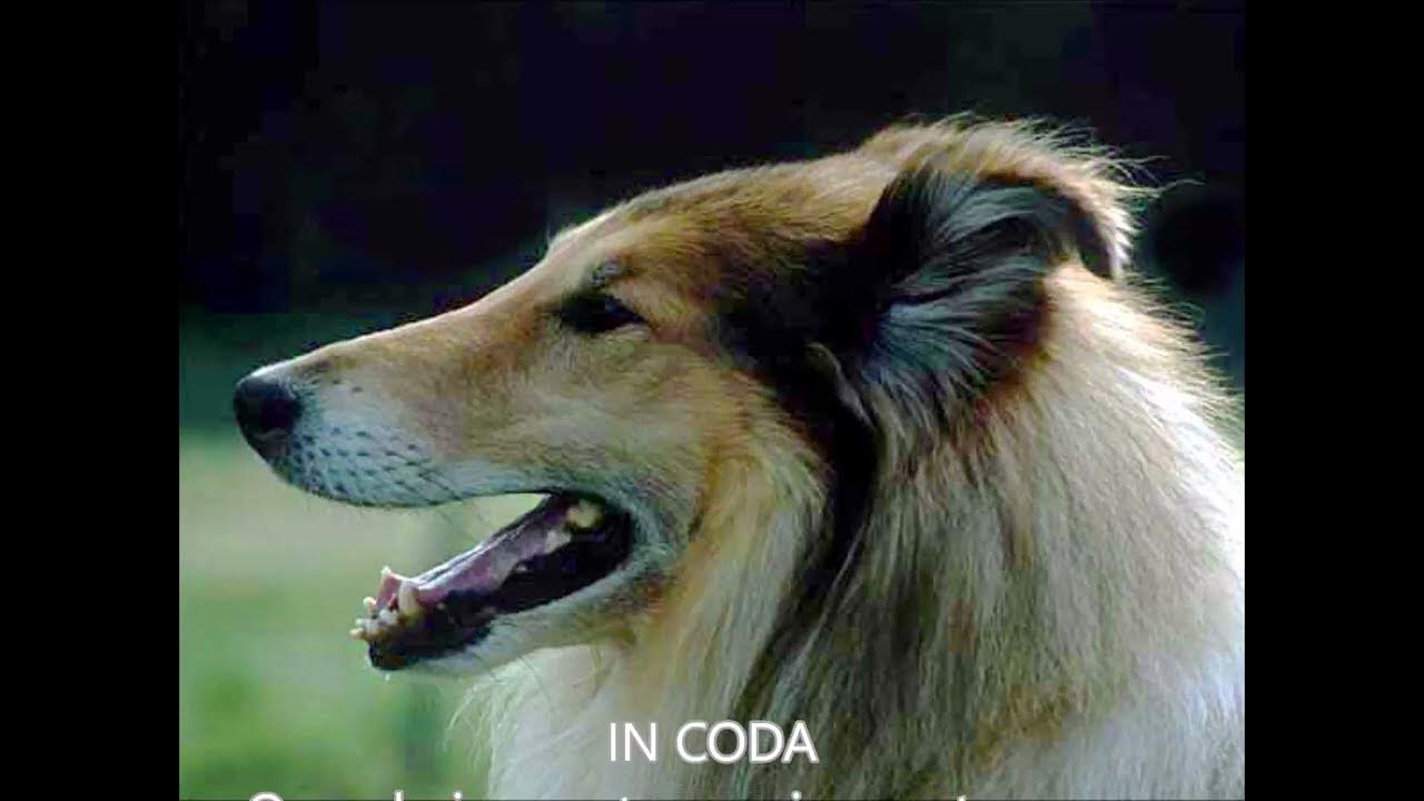 Колли лесси. Родня колли сканворд. Овчарка колли. Родня колли 5 букв. Родня колли сканворд.