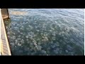 Азовське море всипало медузами