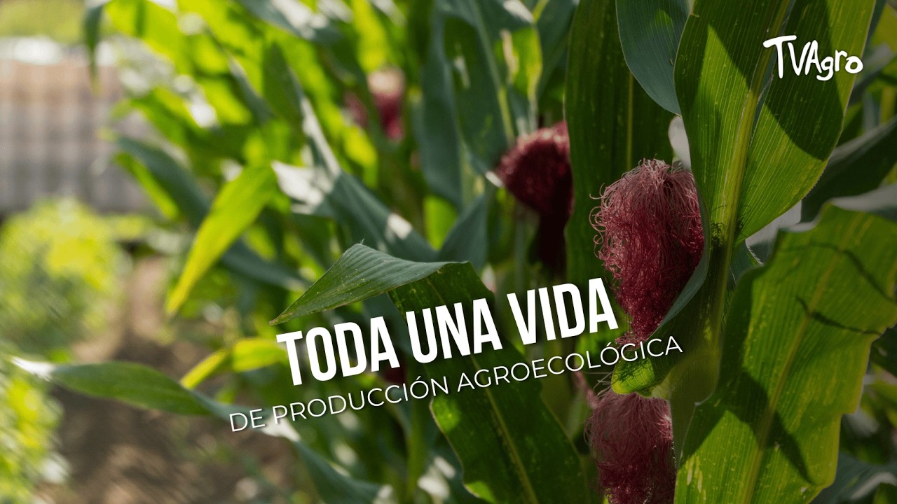 Toda una Vida de Producción Agroecológica  - TvAgro por Juan Gonzalo Angel