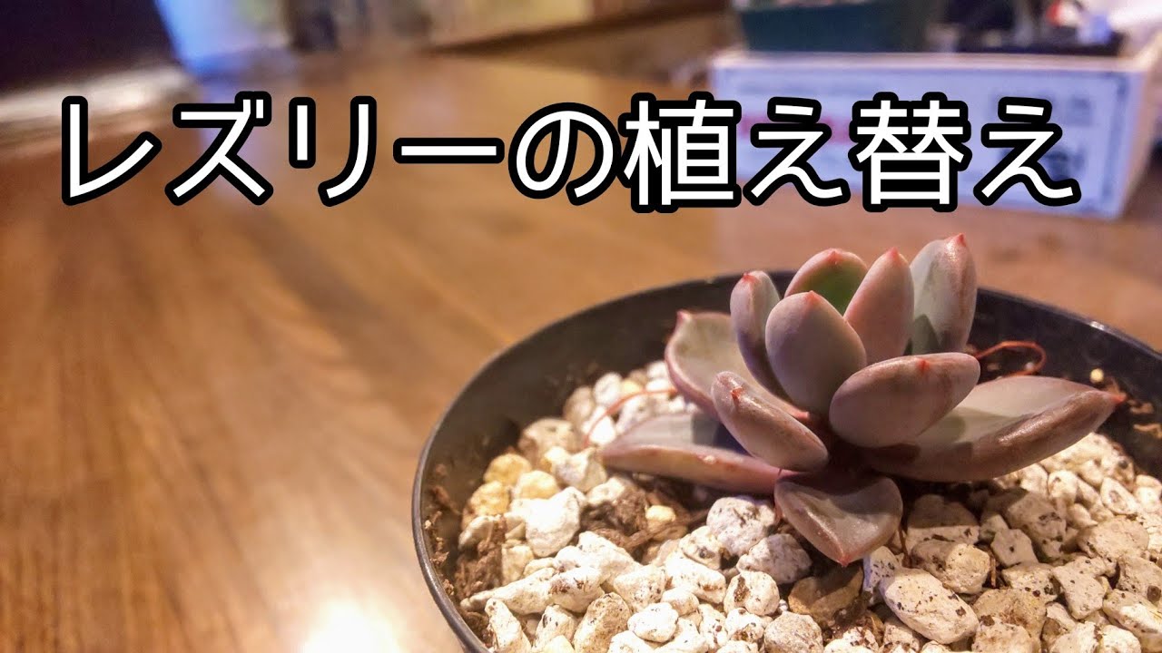 エケベリア レズリーの植え替え Youtube