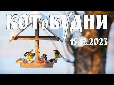 КОТоБудни, 15.12.2023г.: Подготовка к Новому Году. Работа по дому. Кормим птиц  |  Life in Russia