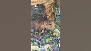 That hamster looks like she’s seen some things 😅 (🎥: TT/ angelinasanhz)