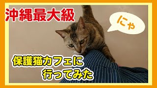 　【行ってみた】沖縄最大級の保護猫カフェ「Nyangusk」