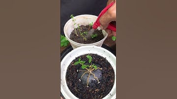 BUDIDAYA BAHAN BONSAI SANCANG PROGRAM SITO BONSAI #trending #viral #shorts #belajarbonsai