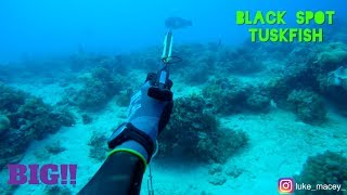 Spearfishing: BIG Black Spot Tuskfish SHARKED