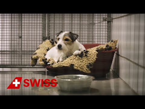 swiss airlines dog in cabin