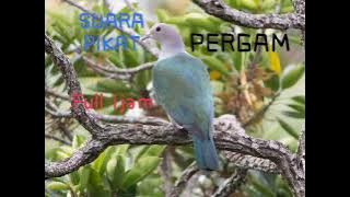 SUARA PIKAT BURUNG PERGAM FULL 1JAM