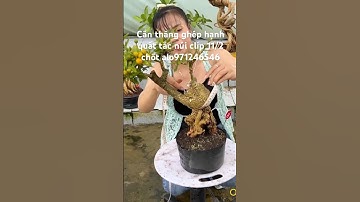 Cần thăng ghép hạnh quất tắc núi #bonsai