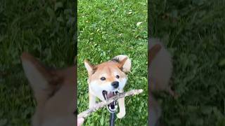 Уличные игрища 😃 #dog #shibainu #собака #play #игры #игрыссобакой #палка #веселуха