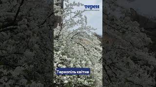 Тернопіль квітне.  Відчуйте ці аромати!