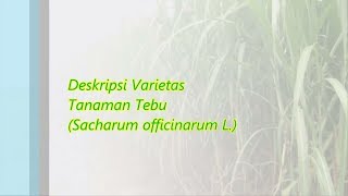 MENGENAL JENIS TEBU #1
