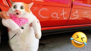 Funniest Animals Videos 2024🤣 - Funniest Cats😹 and Crazy Dogs🐶 Videos!