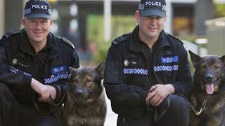 Police Dogs: Interesting Facts | K-9 Force Trained for Detection, Attack, Rescue